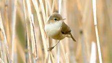 Reed Warbler