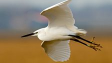 Little Egret