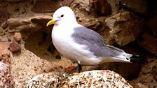 Kittiwake