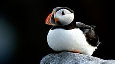 Puffin