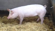 Pig 26