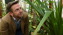 Head gardener Nick Bailey admires his tropical screw pine