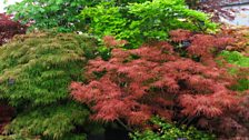 Acers on display in the Great Pavilion