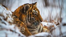 A captive tiger cub