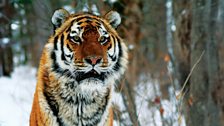 Siberian tiger in the snow