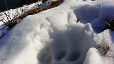 Prints in the snow