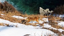 A tiger tracked to the coast