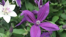 Favorite Clematis One