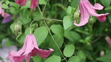 Favourite Clematis Two