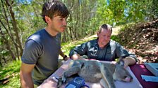 Wildlife vet Jon Hanger