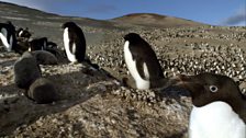 Alone in the Antarctic