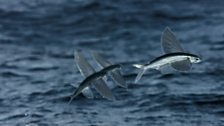 Flying fish