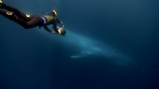 Capturing the blue whale