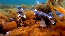 Australian cuttlefish