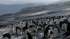 Adélie Penguins