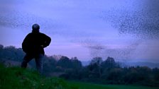 Starlings light up the sky