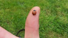 Ladybird