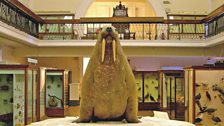 Walrus at the heart of the National History Gallery at Horniman Museum & Gardens