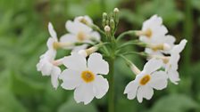 Primula