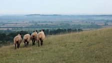 Sheep grazing on White Horse Hill, Uffington, Oxfordshire