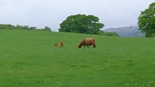 Highland Cattle