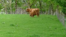 Mother and calf