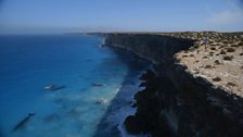 Whales at the Great Bight