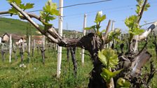 Vines planted in the Zdalarevic family's vineyard