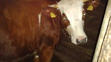 The Zadrevec family's 11 cow dairy herd in their ancient cowshed.