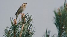 Tree Pipit