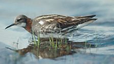 Red Necked Phalarope