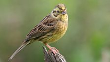 Yellowhammer