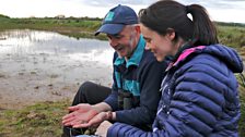 Natterjack toads