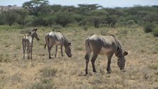 Grevy's Zebra