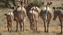 Grevy's Zebra