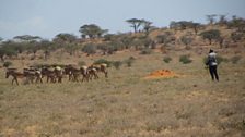 West Gate Conservancy in Samburu