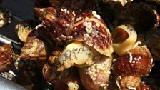 These Whelks can grow up to 12cm long. The meat is juicy, with a strong flavour and a chewy texture.