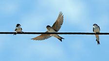 House Martin