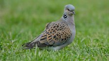 Turtle Dove