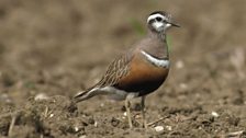 Dotterel