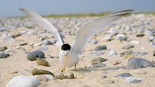 Little Tern