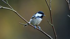 Coal Tit