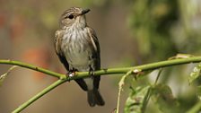 Spotted Flycatcher