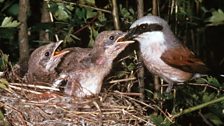 Red-backed Shrike