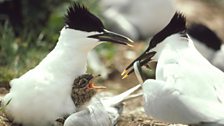 Sandwich Tern