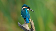 Kingfisher