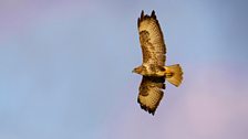 Buzzard