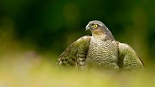 Sparrowhawk