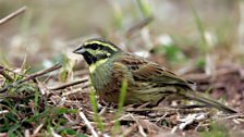 Cirl Bunting