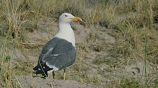 Lesser Black-Backed Gull